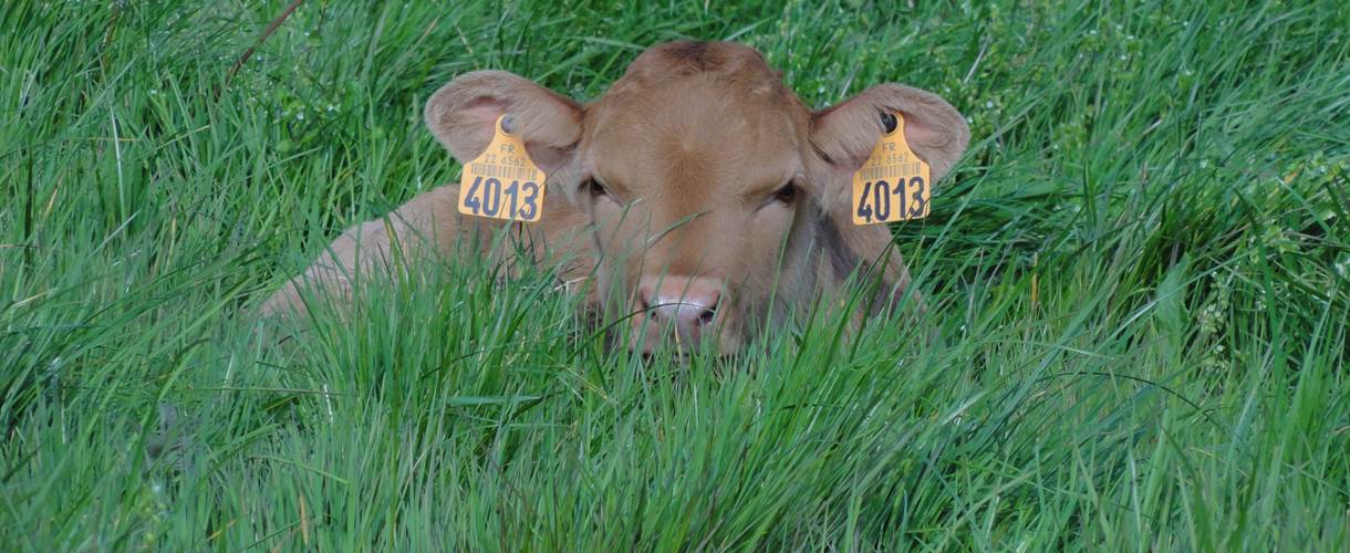 Le bonheur est dans le pré