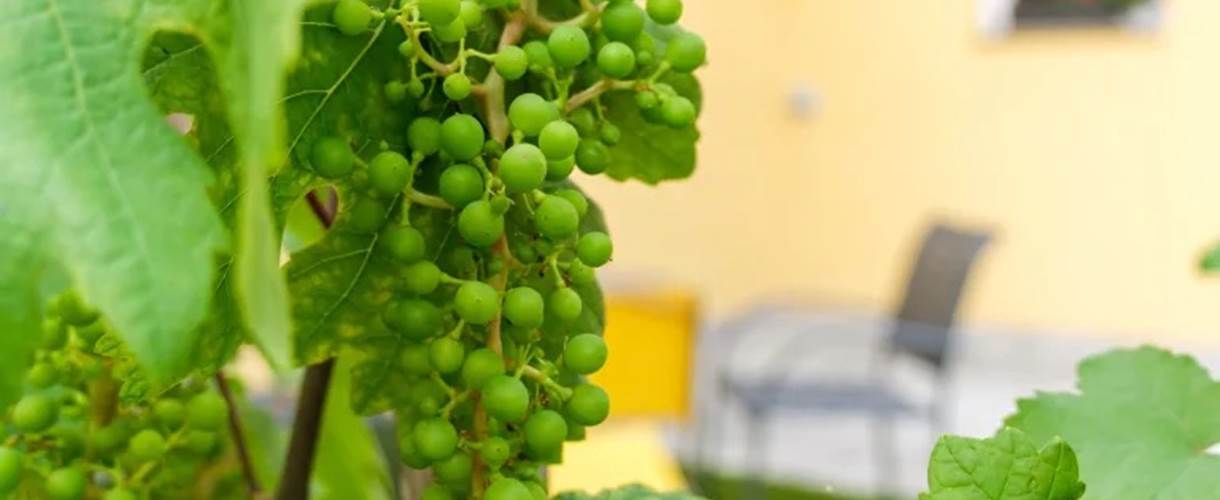 vignoble alsace les ambrades