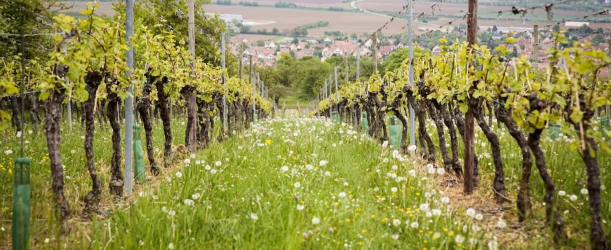 vignoble alsace