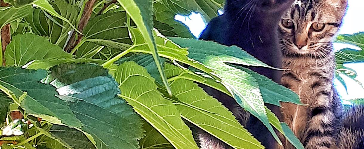 NOS COMPAGNONS