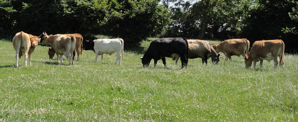 Ferme certifiée Agriculture Biologique