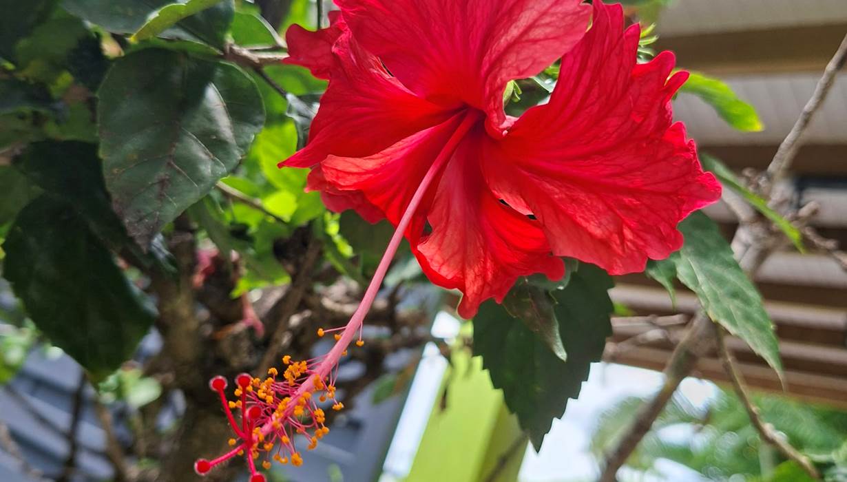 Hibiscus du domaine