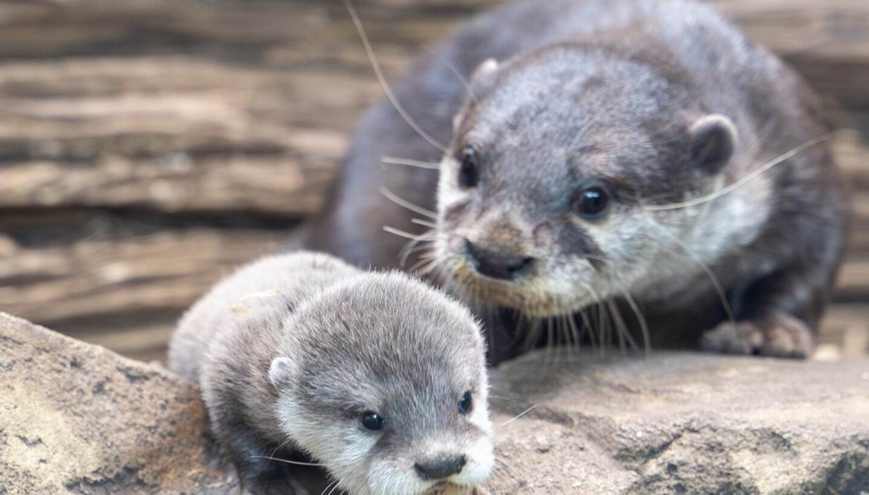Loutre nature natura 2000 animaux faune correze