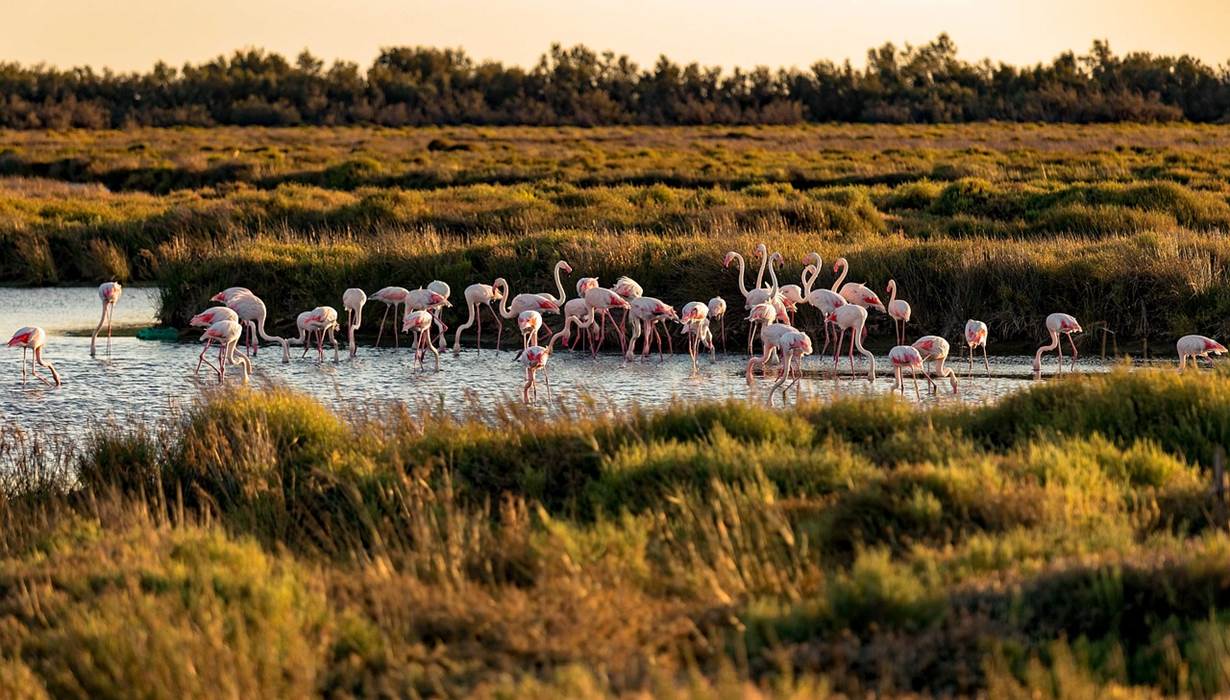 camargue-3868218_1280