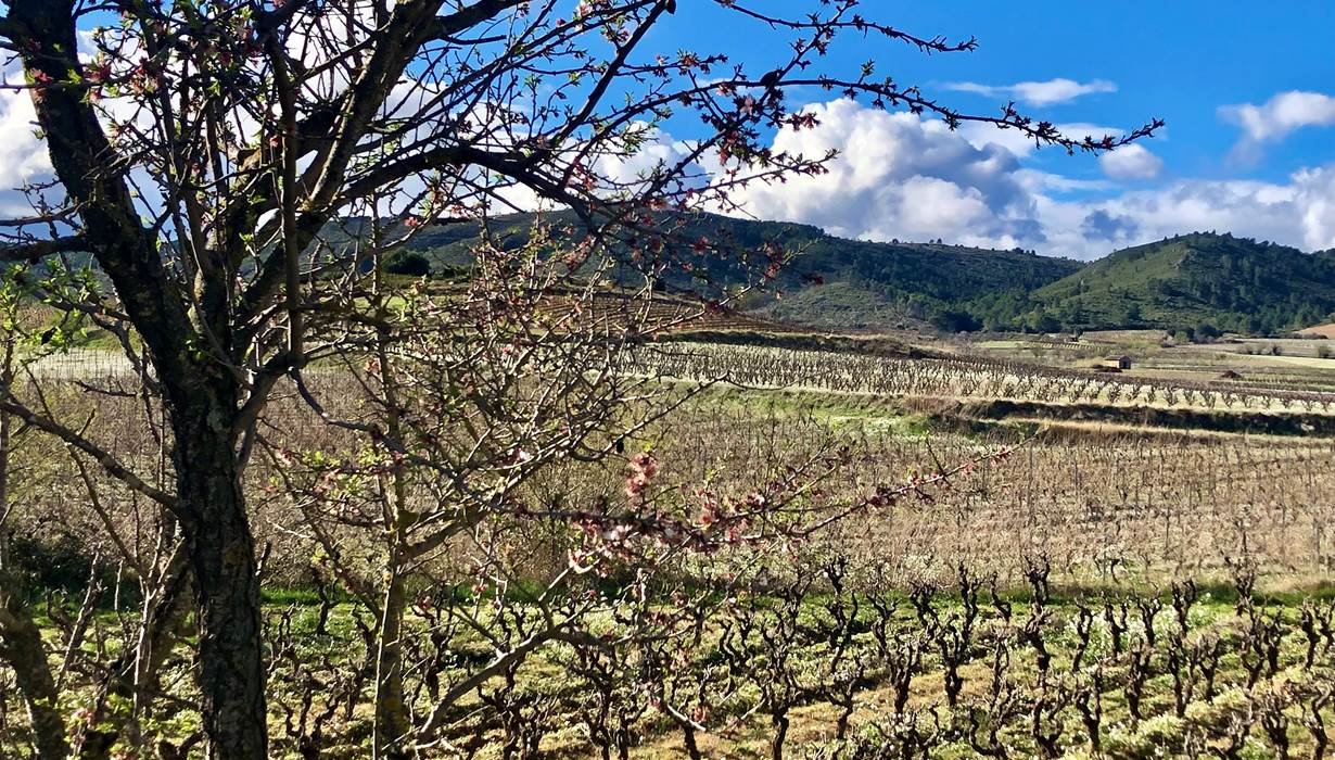 Printemps dans le vignoble de Montséret