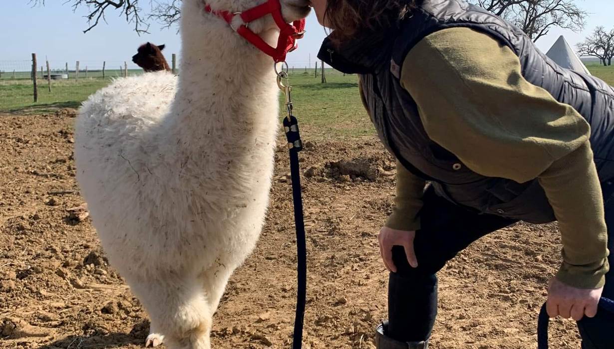 lama_calins_ferme