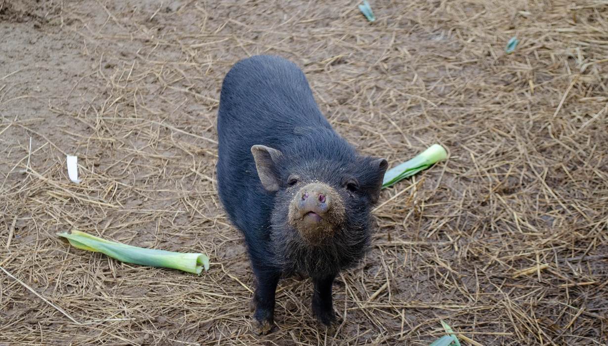 cochon