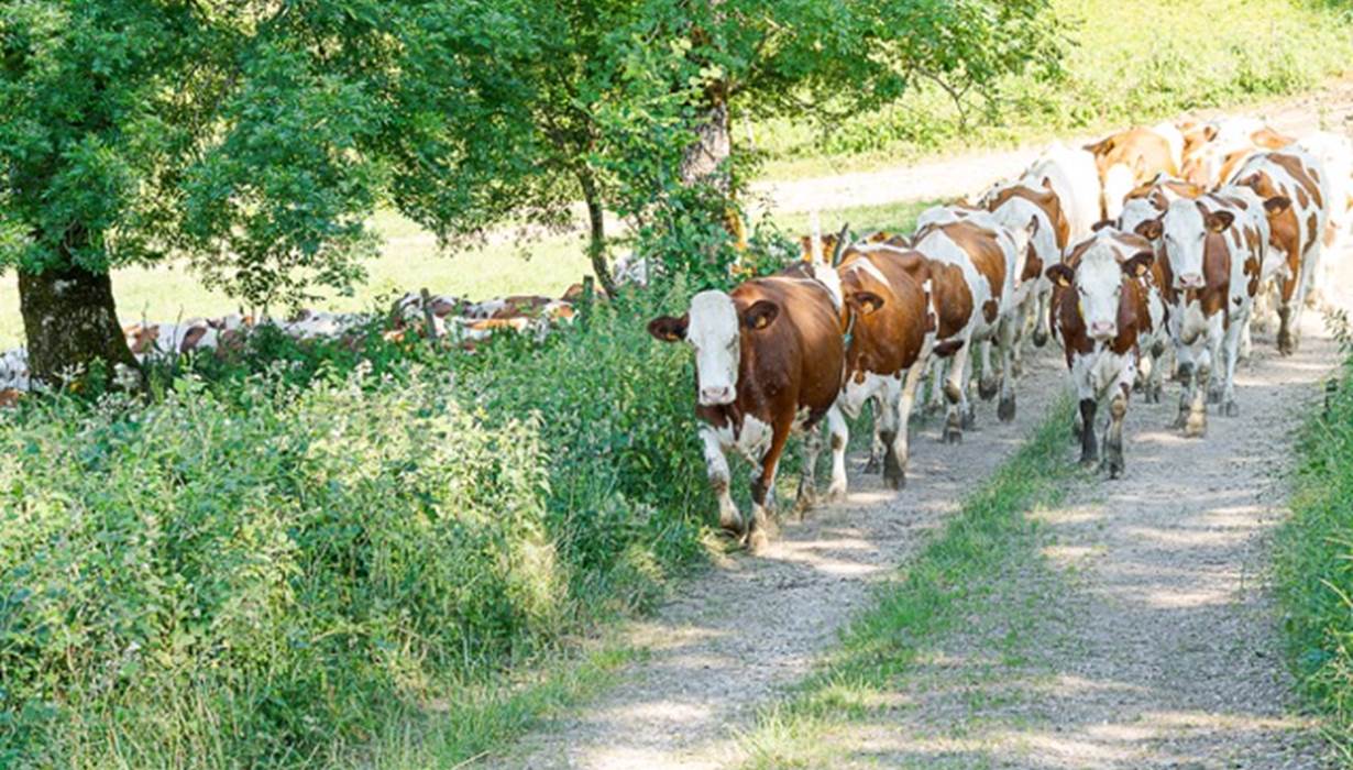 Notre troupeau de vache