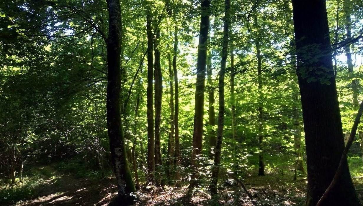 la foret