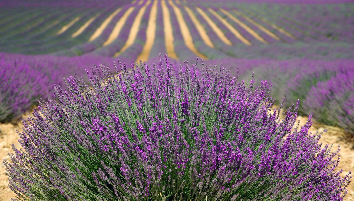 Champs de Lavande en Provence