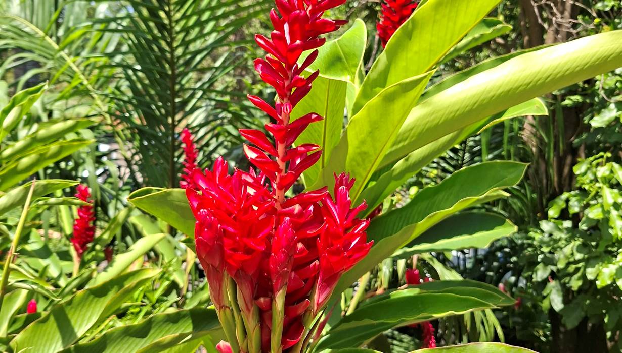 Alpinia du domaine Oasis Grande Anse