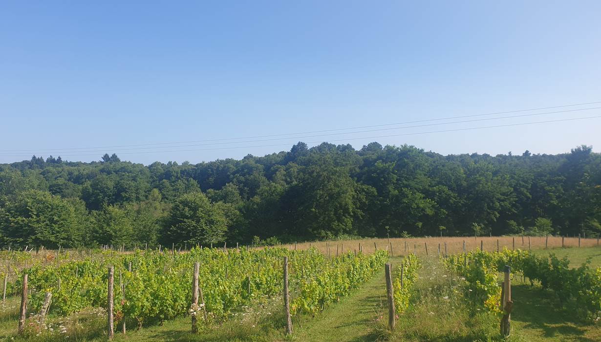grapes