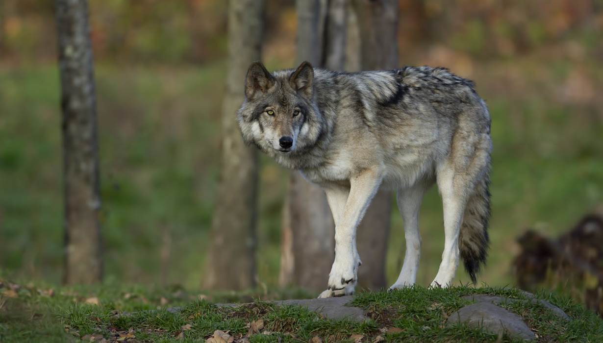Loup nature natura 2000 animaux faune correze