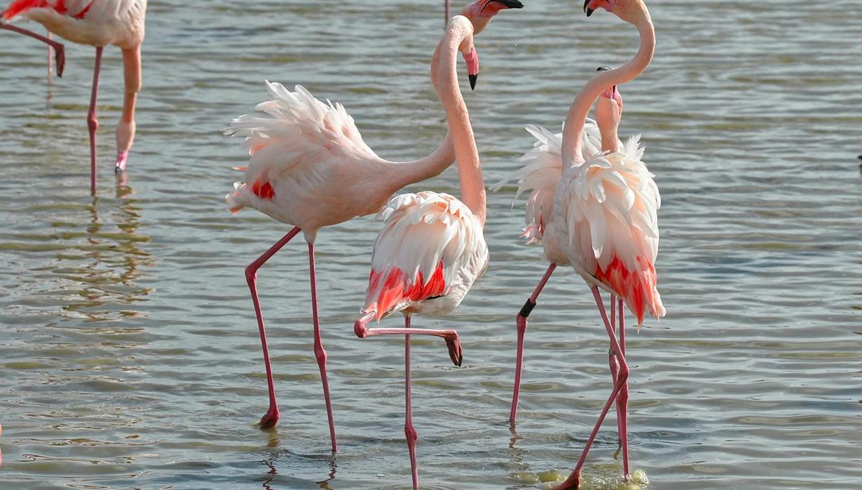birds-7570366_1280