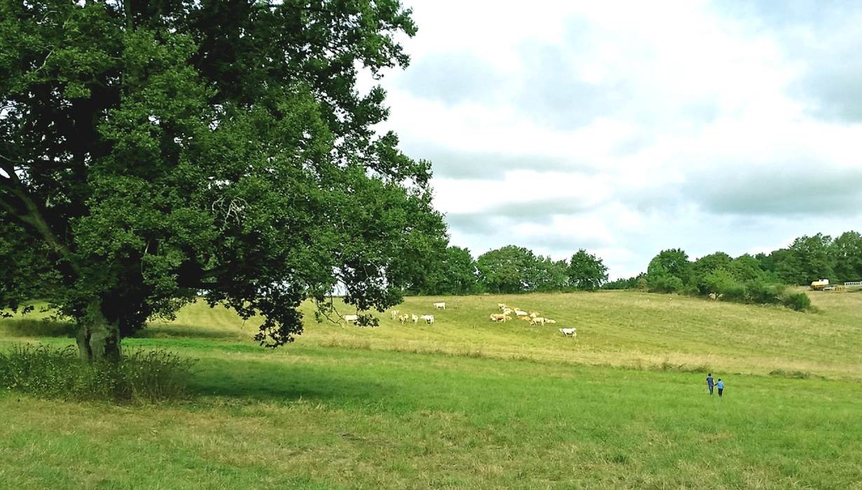 Le Domaine des Cyclamens_visite au pré