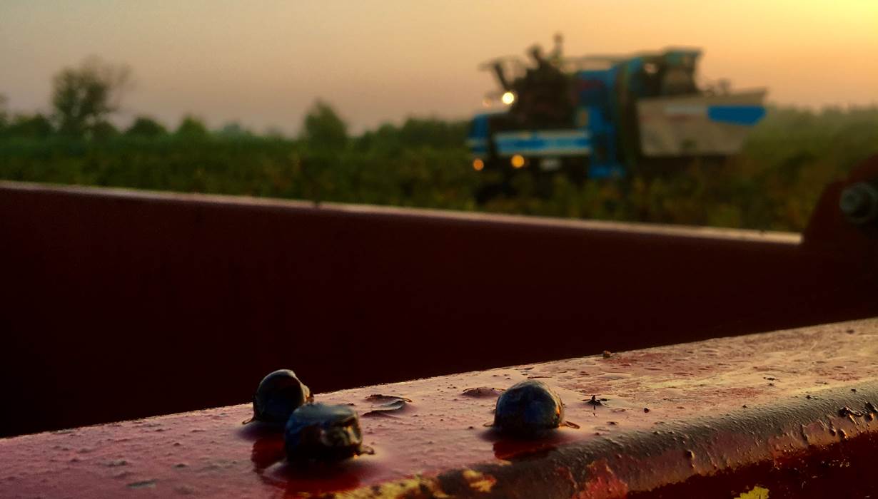 un matin de vendange
