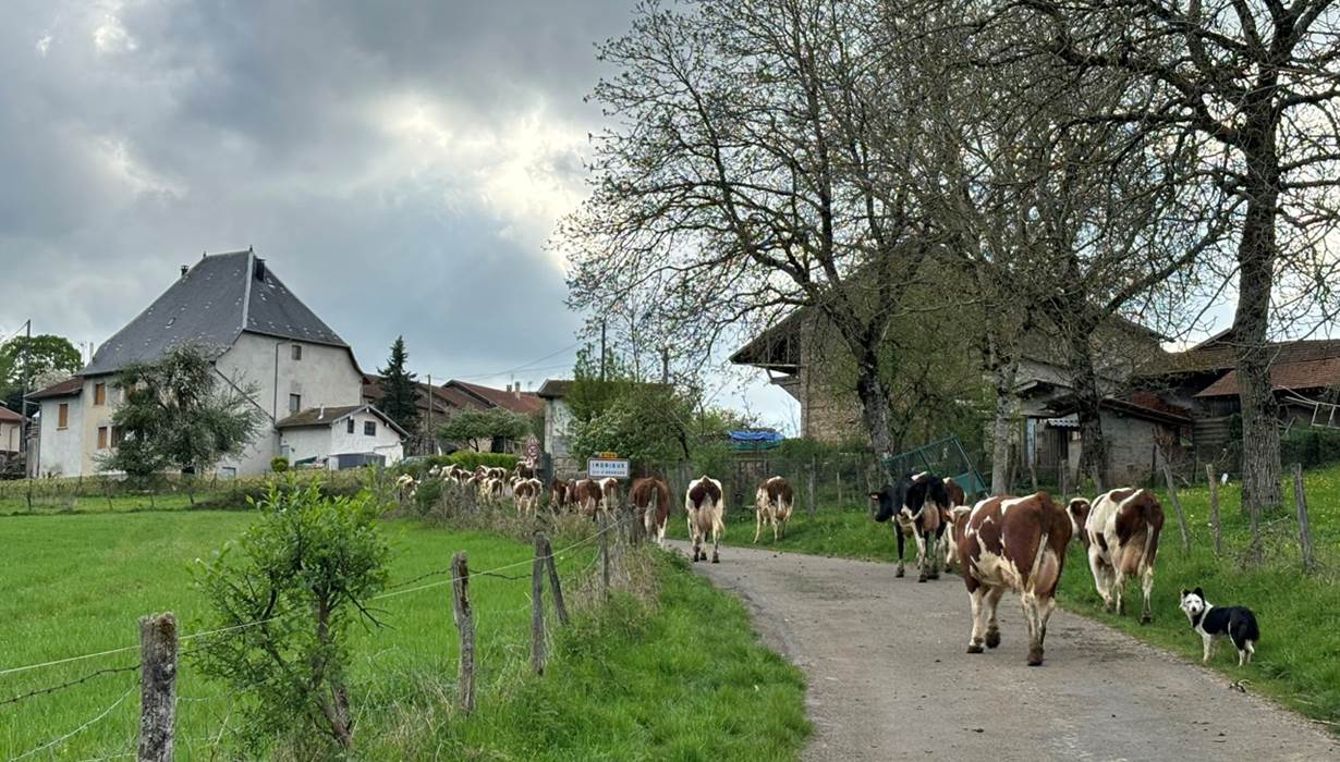 Sur le départ  à la traite