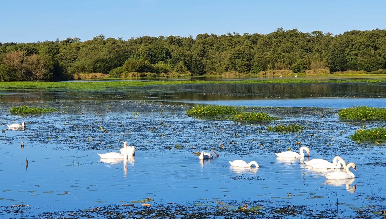 Les cygnes sur le lac