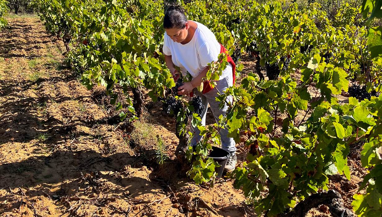 vendanges manuelles de l'un de nos carignans