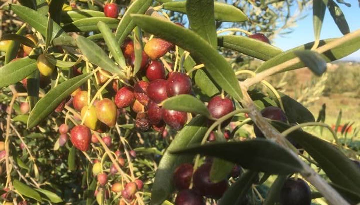 cueillette d'olives