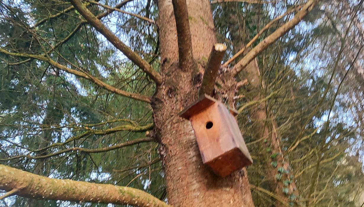 maison oiseaux 2