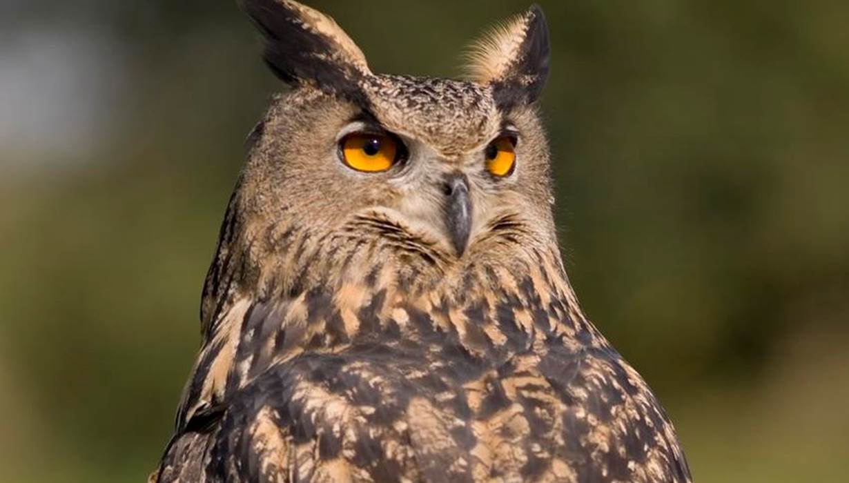 grand duc nature natura 2000 animaux faune correze