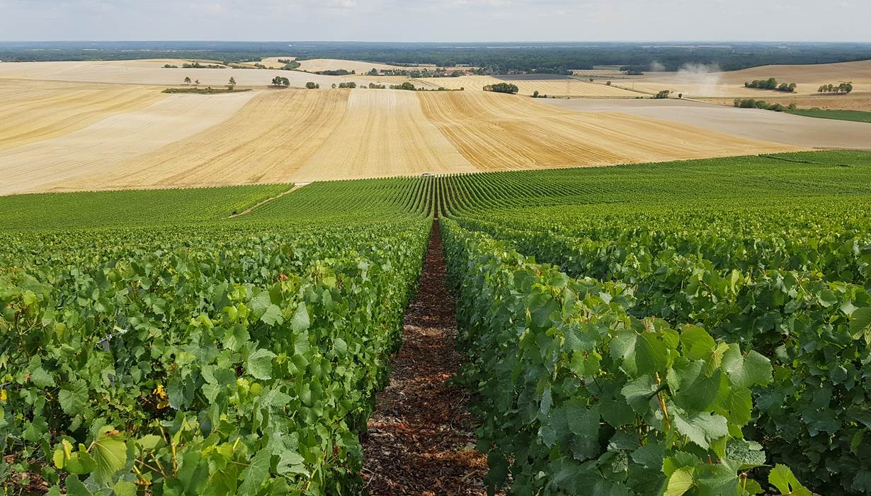 Vignoble champenois