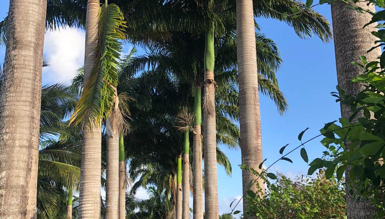 Allee-des-palmiers-royaux-jardin-tropical-depaysement-l-or-des-caraibes