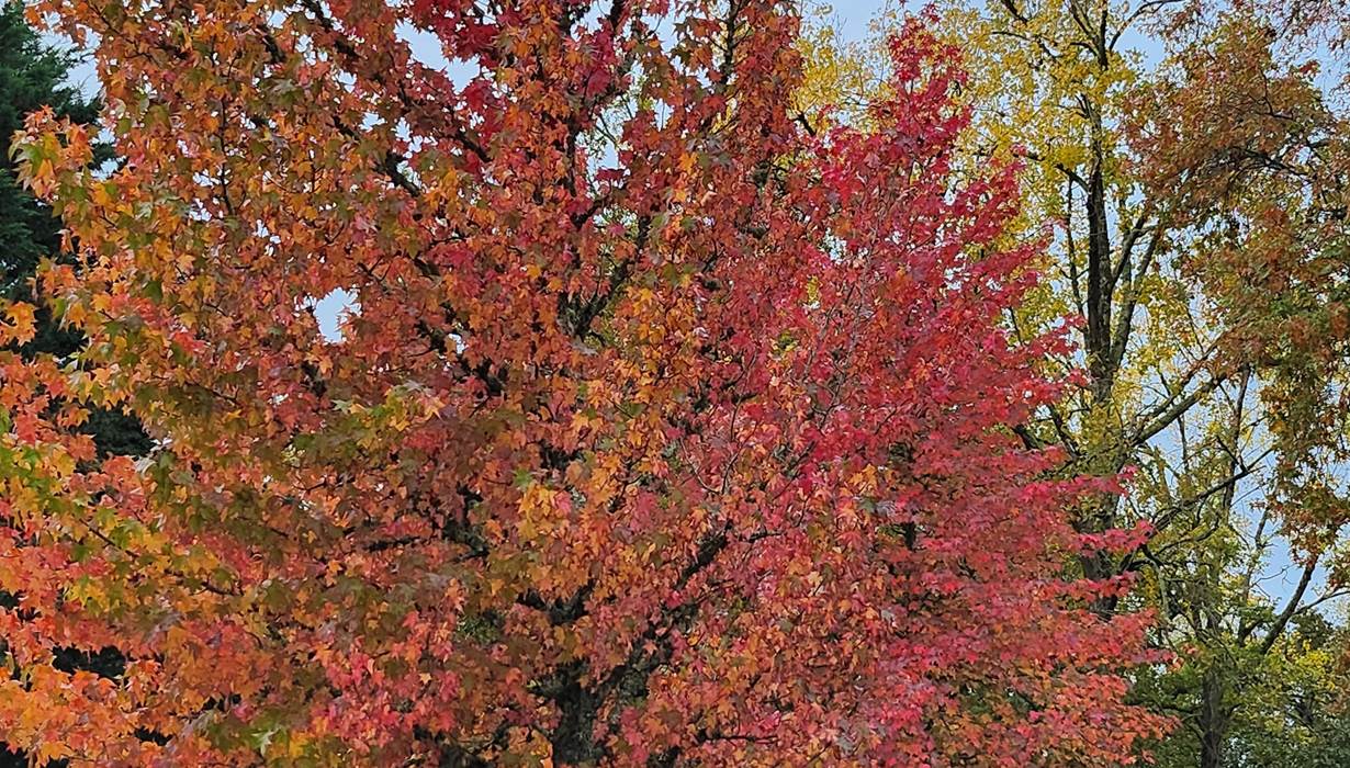 Bord du lac en automne