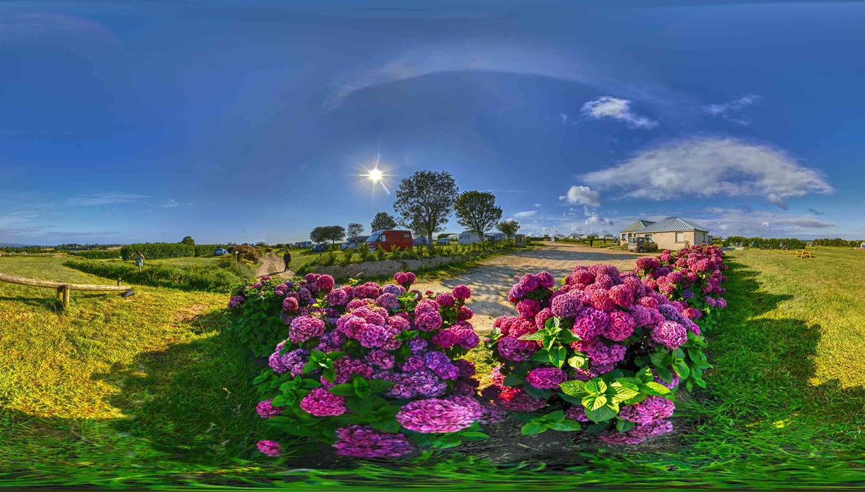 Carantec Kermen  hortensias  5158 taille quart