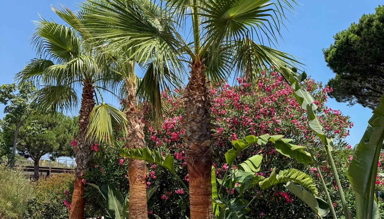 Jardin 