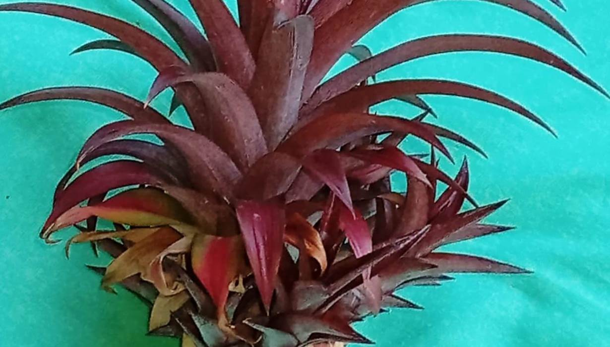 Ananas-tropique-partage-covivialite-sainte-anne-guadeloupe