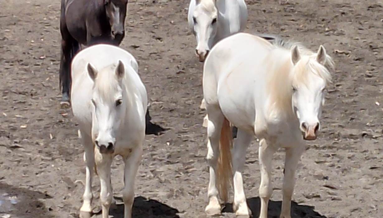chevaux ferme equestre
