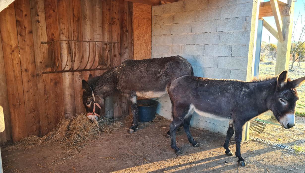 ânes, ezels, caresser ânes, câlin âne, ezels aaien, ezel knuffelen, nourrir âne , caressing donkey