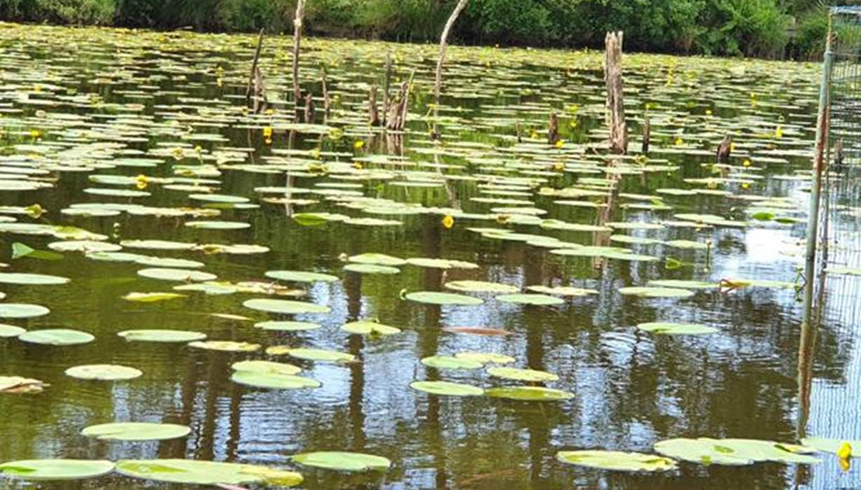 Le lac de Léon