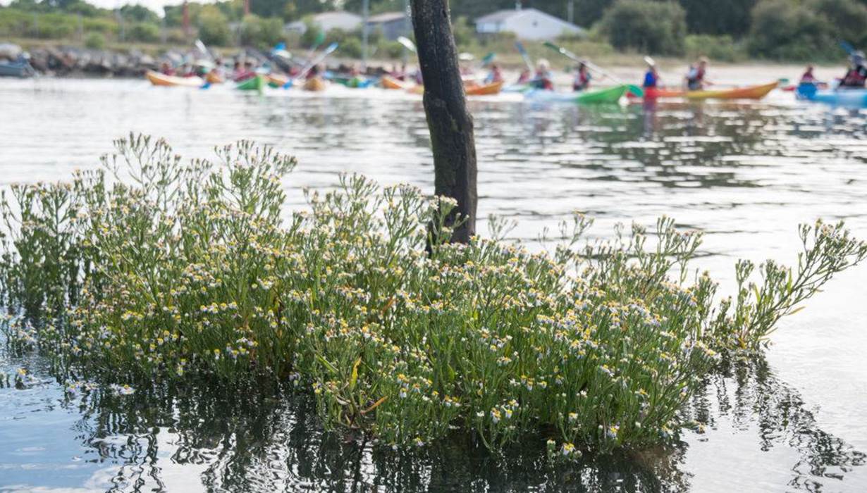 Sorties botaniques Arès Kayak Bassin d'Arcachon Gironde près de Bordeaux