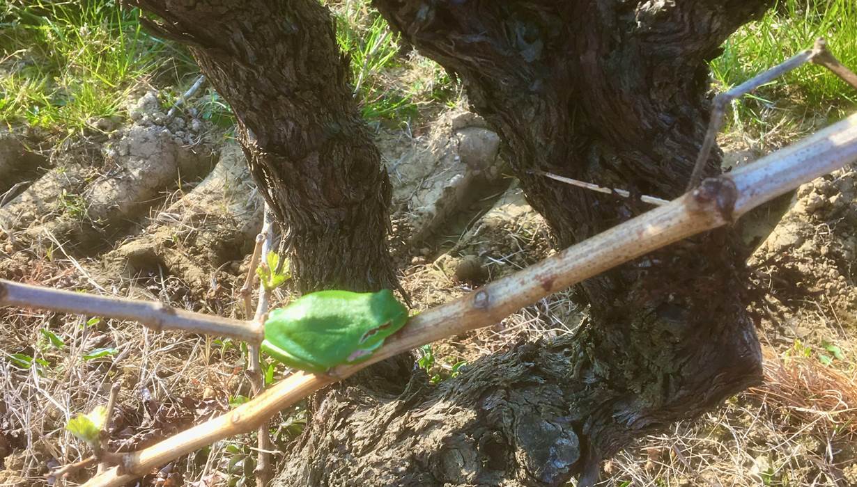 Une reinette au pied d'un vieux Carignan