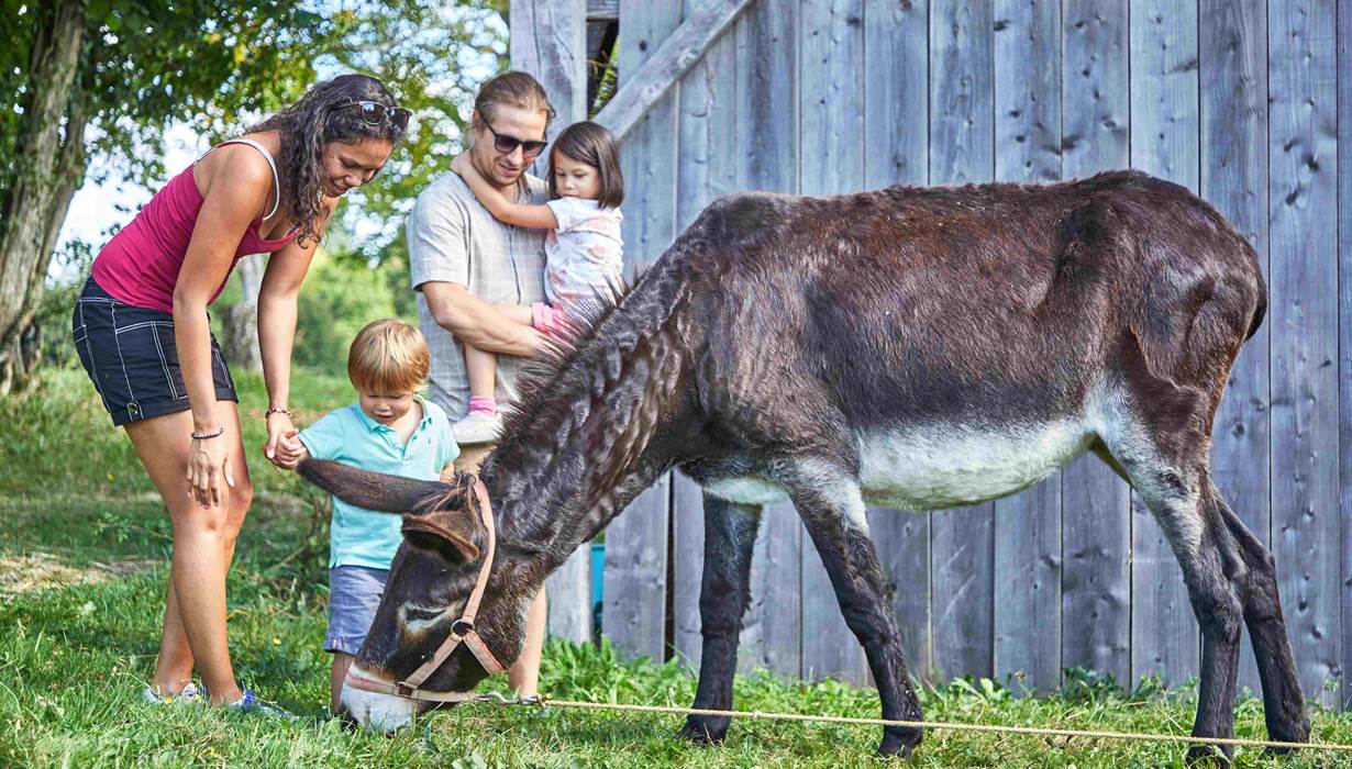 animaux aux camping