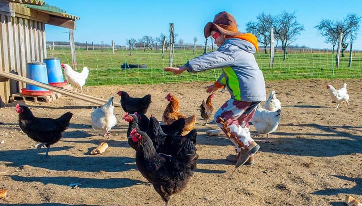 danse_avec_les_poules