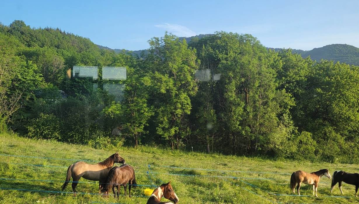 Champs pour chevaux