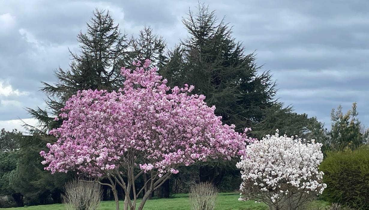 magnolias-en-fleurs-printemps-parc-maison-vacances-baden-golfe-du-morbihan-bretagne