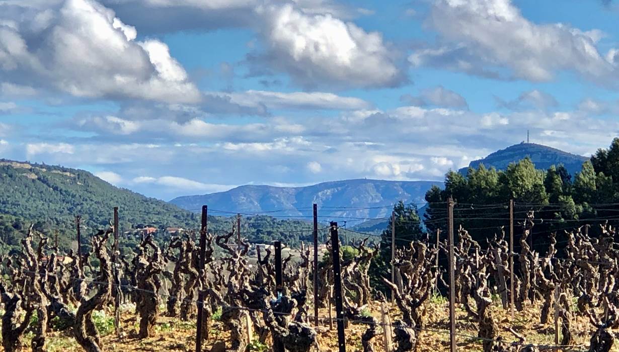 vignes en hiver