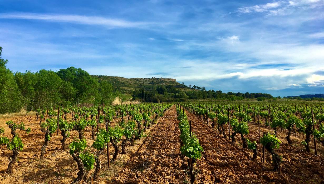 l'un de nos vieux Carignan