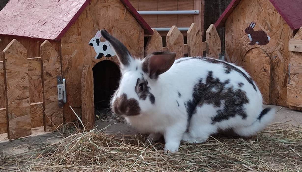 lapin_pinpin