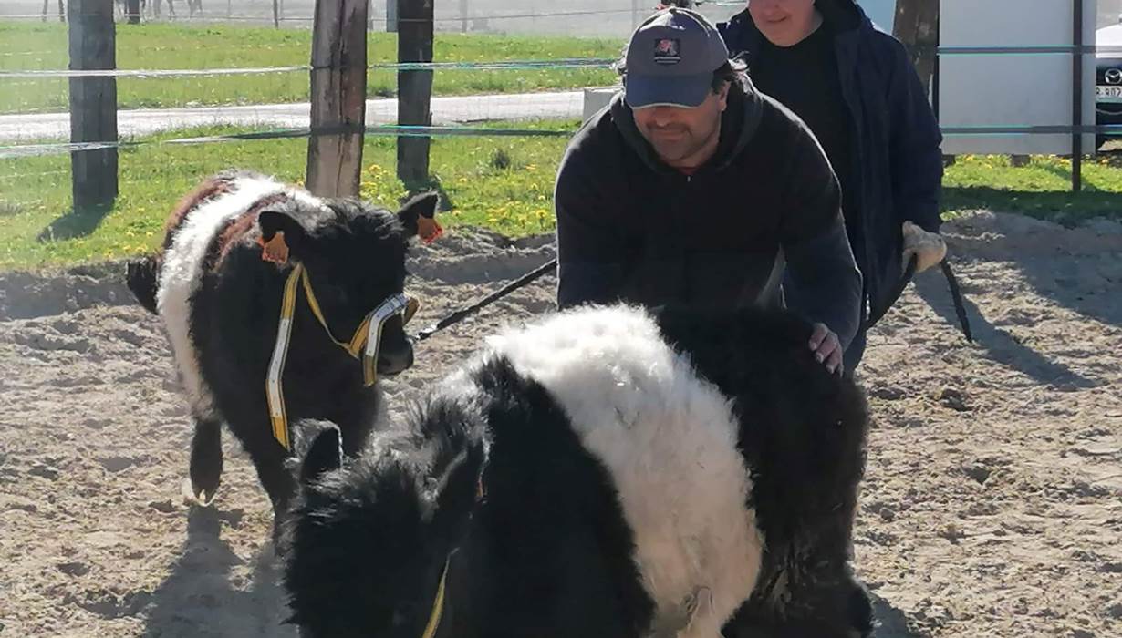 ferme_vache_voir