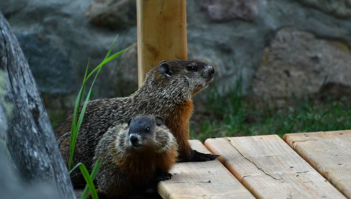 Les marmottes du Domaine