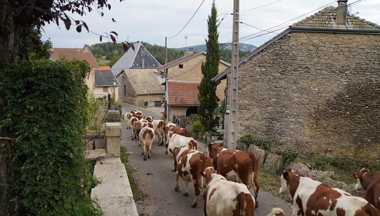 Notre troupeau dans indrieux