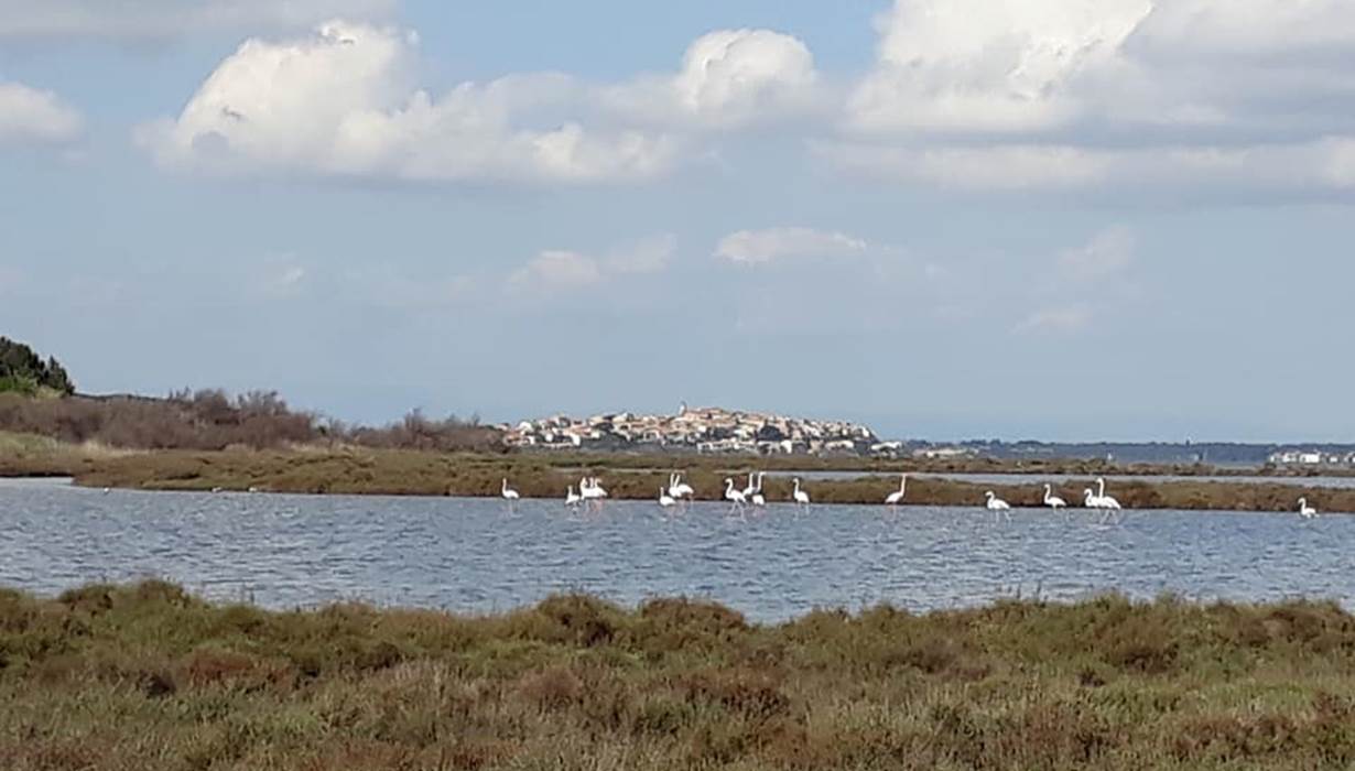 sur fond de Bages