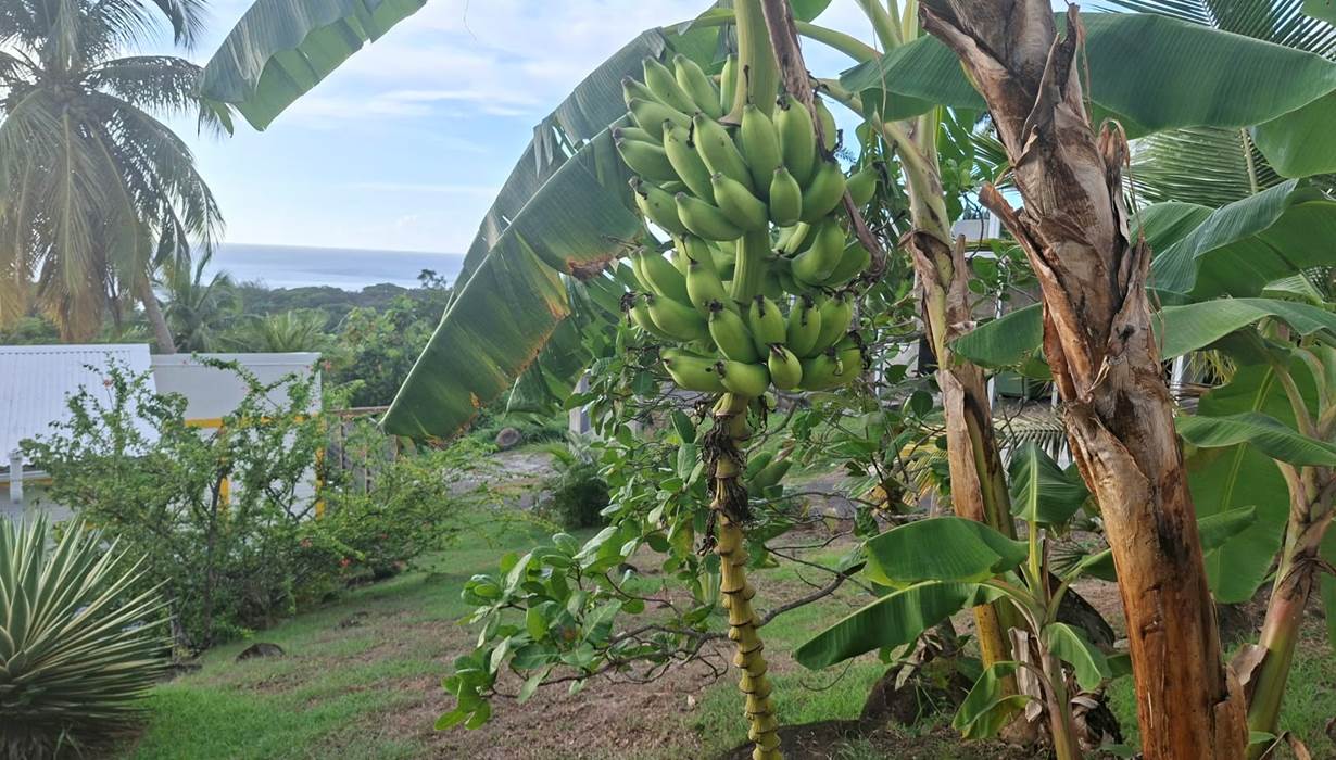 Jardin du domaine OASIS GRANDE ANSE