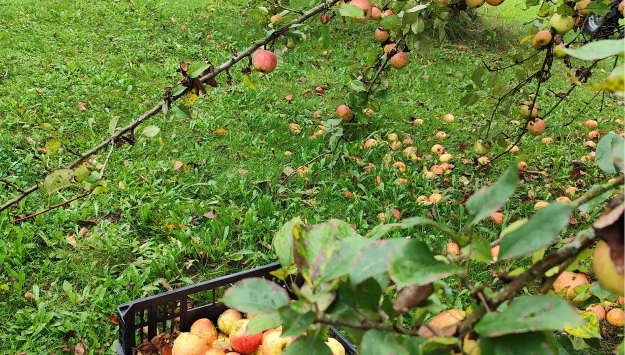 Produits locaux - Jus de pommes - Petits fruits